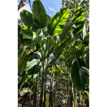 Organic Banana Plants